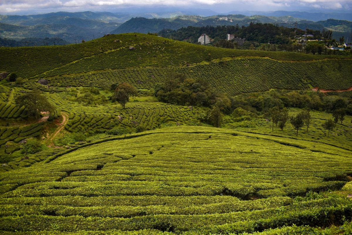 Kerala 4 Days (Munnar / Alleppey)